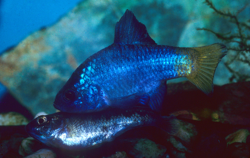 Desert Pupfish