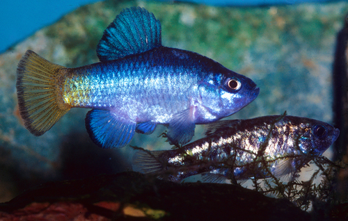 Desert Pupfish