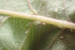 Chaetosiphon