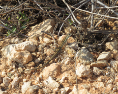 Ophisops elegans schlueteri