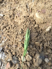 Bromus hordeaceus