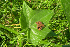 Synapte pecta
