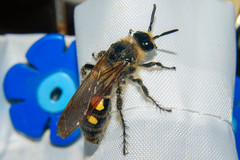 Campsomeris bistrimacula