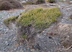 Olearia solandri