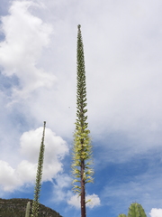 Agave ghiesbreghtii