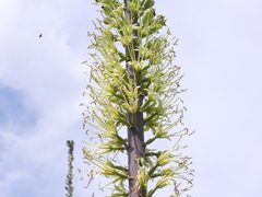 Agave ghiesbreghtii