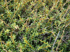 Olearia solandri