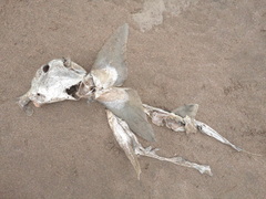 Callorhinchus callorynchus