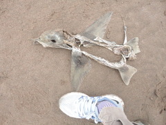 Callorhinchus callorynchus