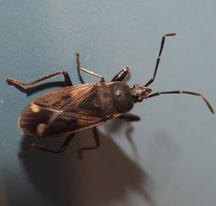 Eremocoris ferus