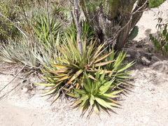 Agave ghiesbreghtii