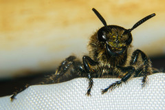 Campsomeris bistrimacula