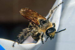 Campsomeris bistrimacula