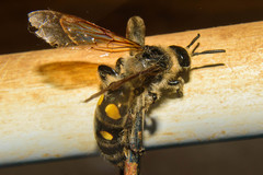 Campsomeris bistrimacula