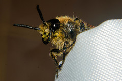 Campsomeris bistrimacula