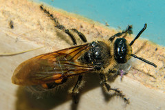 Campsomeris bistrimacula