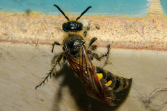 Campsomeris bistrimacula