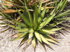 Agave ghiesbreghtii