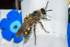 Campsomeris bistrimacula