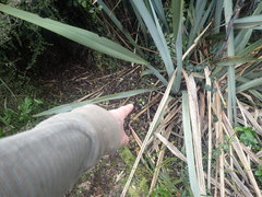 Cotoneaster bullatus