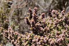 Erica hispidula