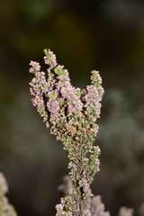 Erica hispidula