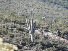 Cephalocereus macrocephalus
