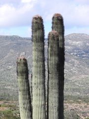 Cephalocereus macrocephalus