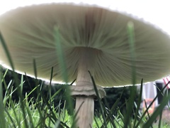 Chlorophyllum molybdites