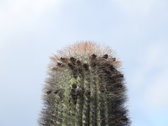 Cephalocereus macrocephalus