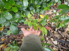Cotoneaster bullatus