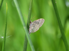 Xanthorhoe montanata