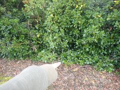 Cotoneaster bullatus