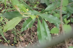 Photinia davidiana