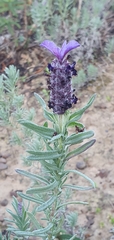 Lavandula stoechas image