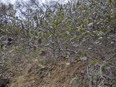 Cercocarpus betuloides blancheae