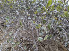 Cercocarpus betuloides blancheae