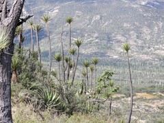 Yucca mixtecana
