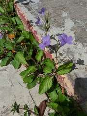 Magnoliopsida