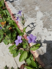 Magnoliopsida