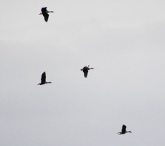 Dendrocygna autumnalis