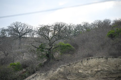Ceiba trischistandra