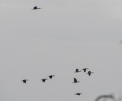 Dendrocygna autumnalis