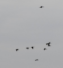 Dendrocygna autumnalis