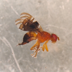 Parastenopa limata