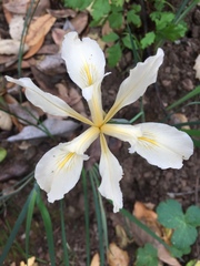 Iris fernaldii