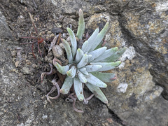 Dudleya virens