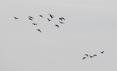 Dendrocygna autumnalis