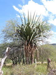 Furcraea macdougallii
