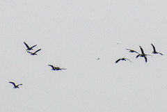 Dendrocygna autumnalis